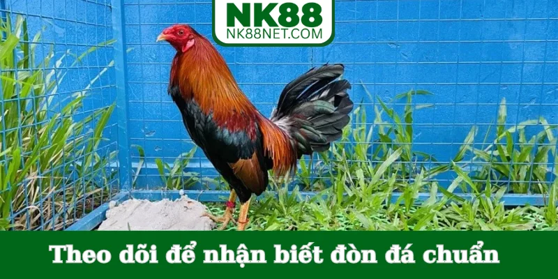 theo-doi-de-nhan-biet-don-da-chuan